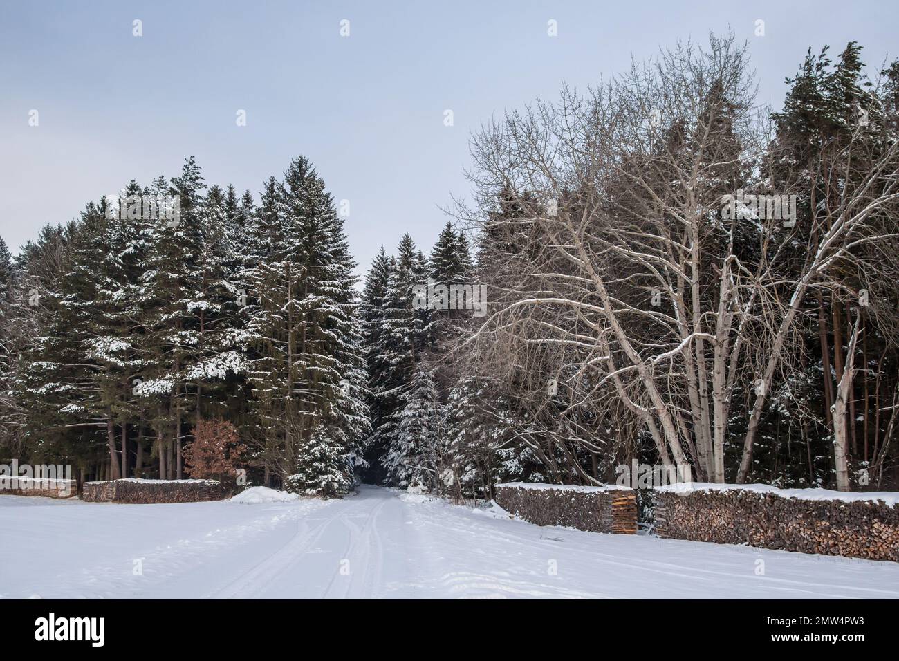 Forest covered in snow, Waldviertel/ Austria Stock Photo