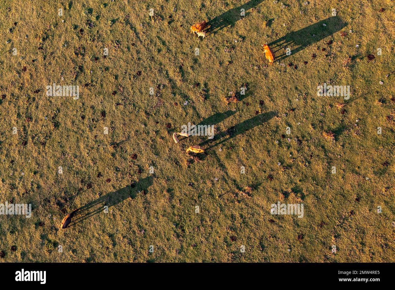 aerial view of cows in a meadow at sunset Stock Photo