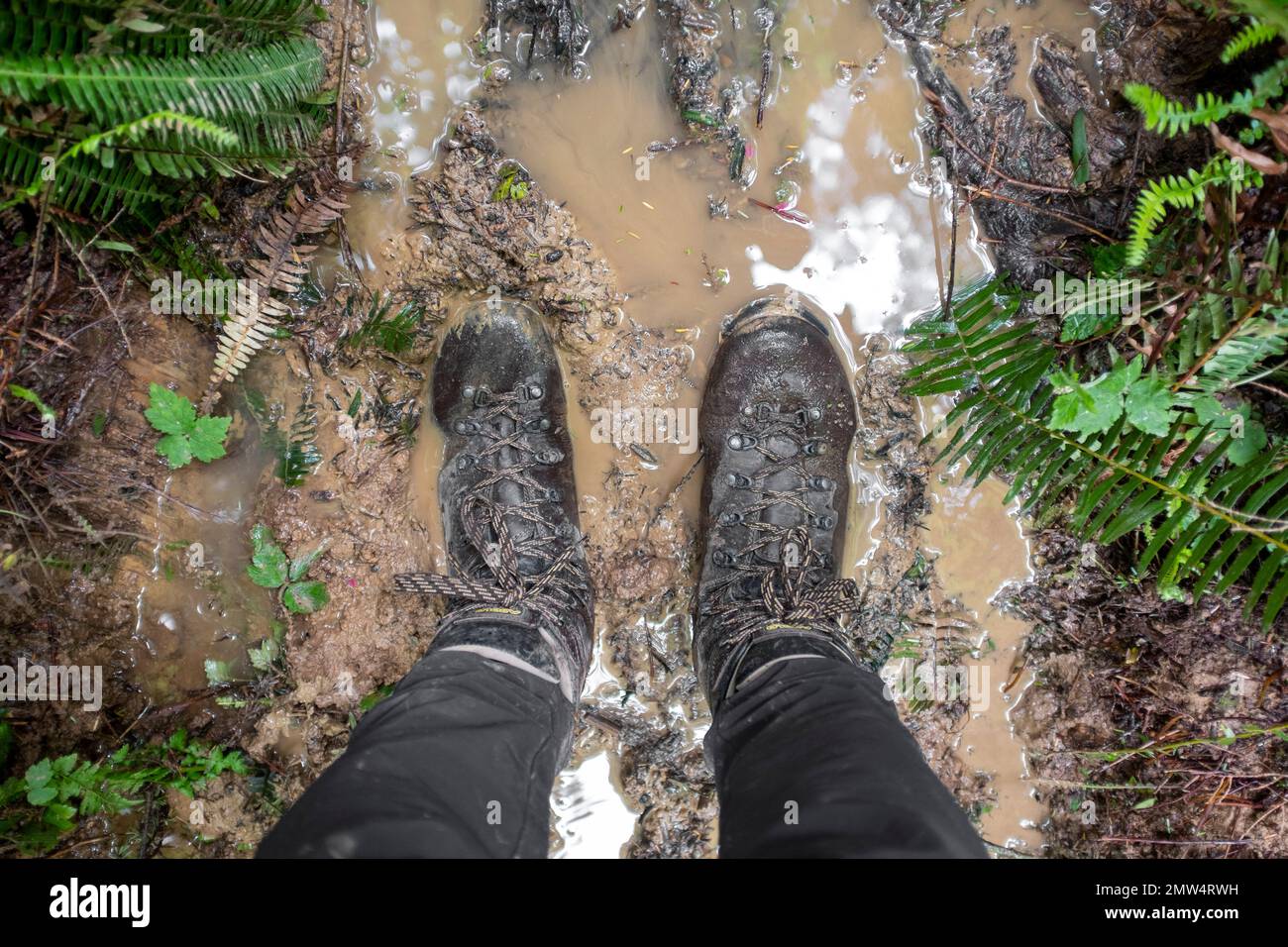 WA20814-00....WASHINGTON - The muddy trail between Oil City Beach and Mosquito Beach in Olympic National Park. Stock Photo