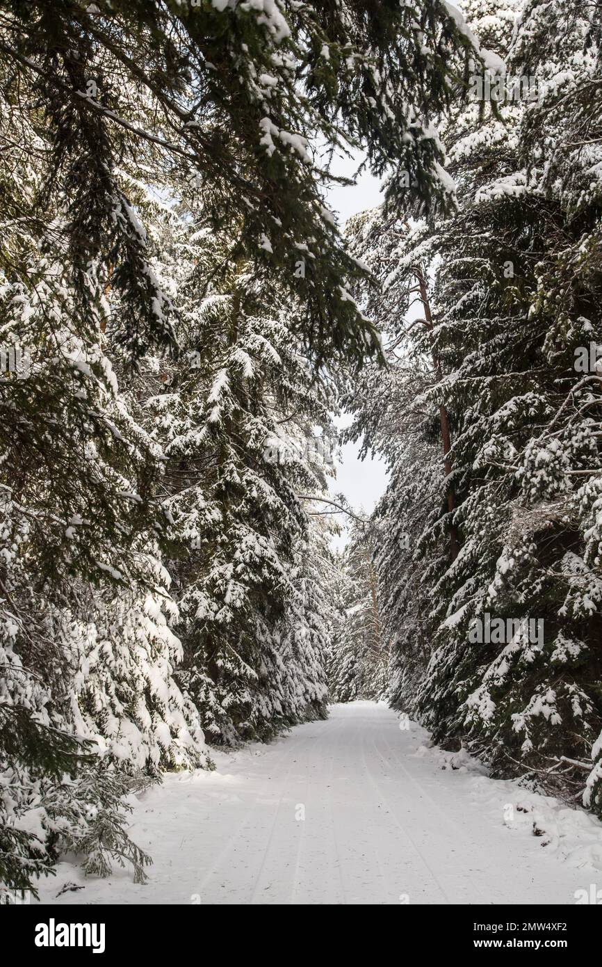 Forest covered in snow, Waldviertel/ Austria Stock Photo