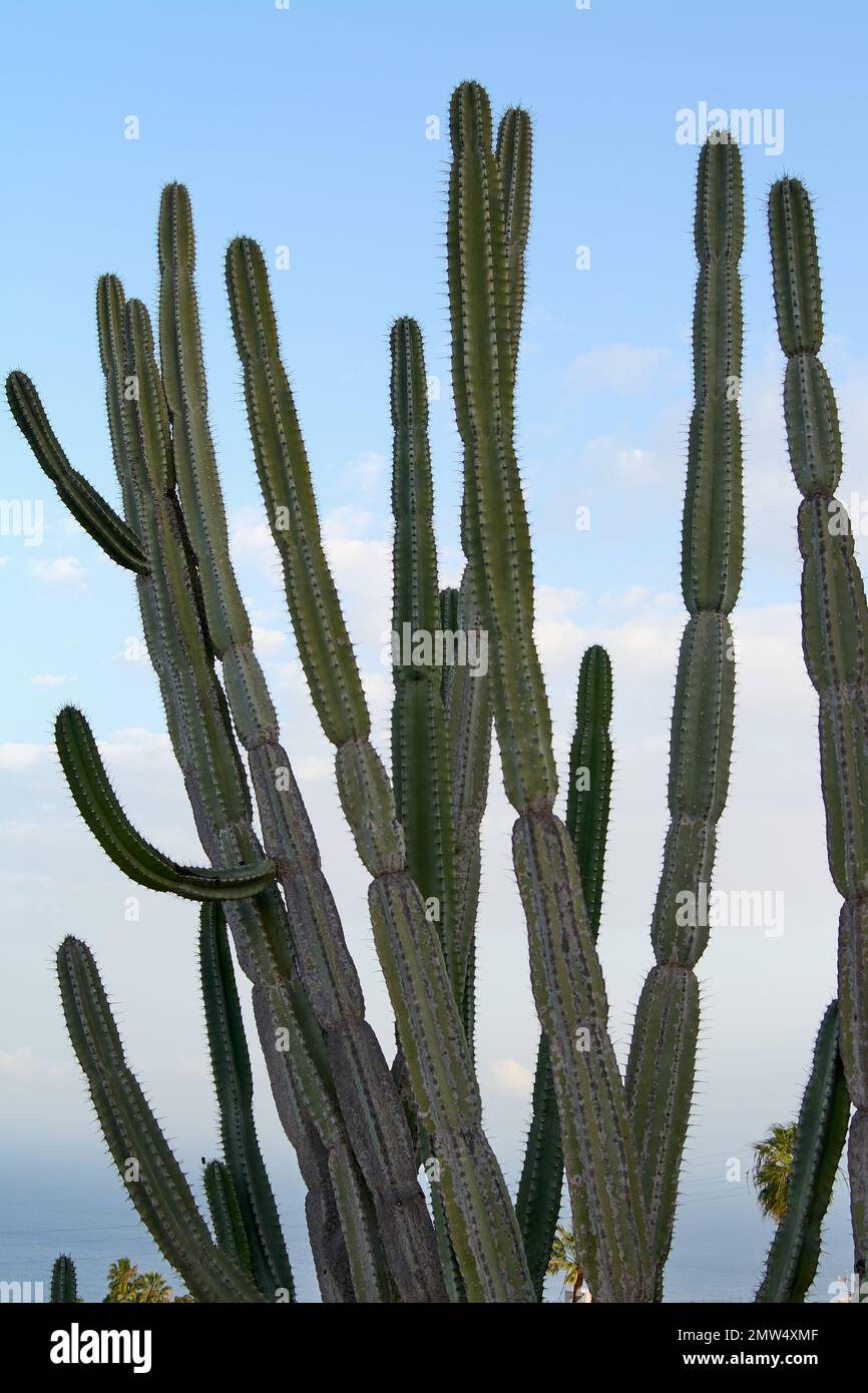 Stenocereus pruinosus with many branches on a blue sky with clouds in the background Stock Photo