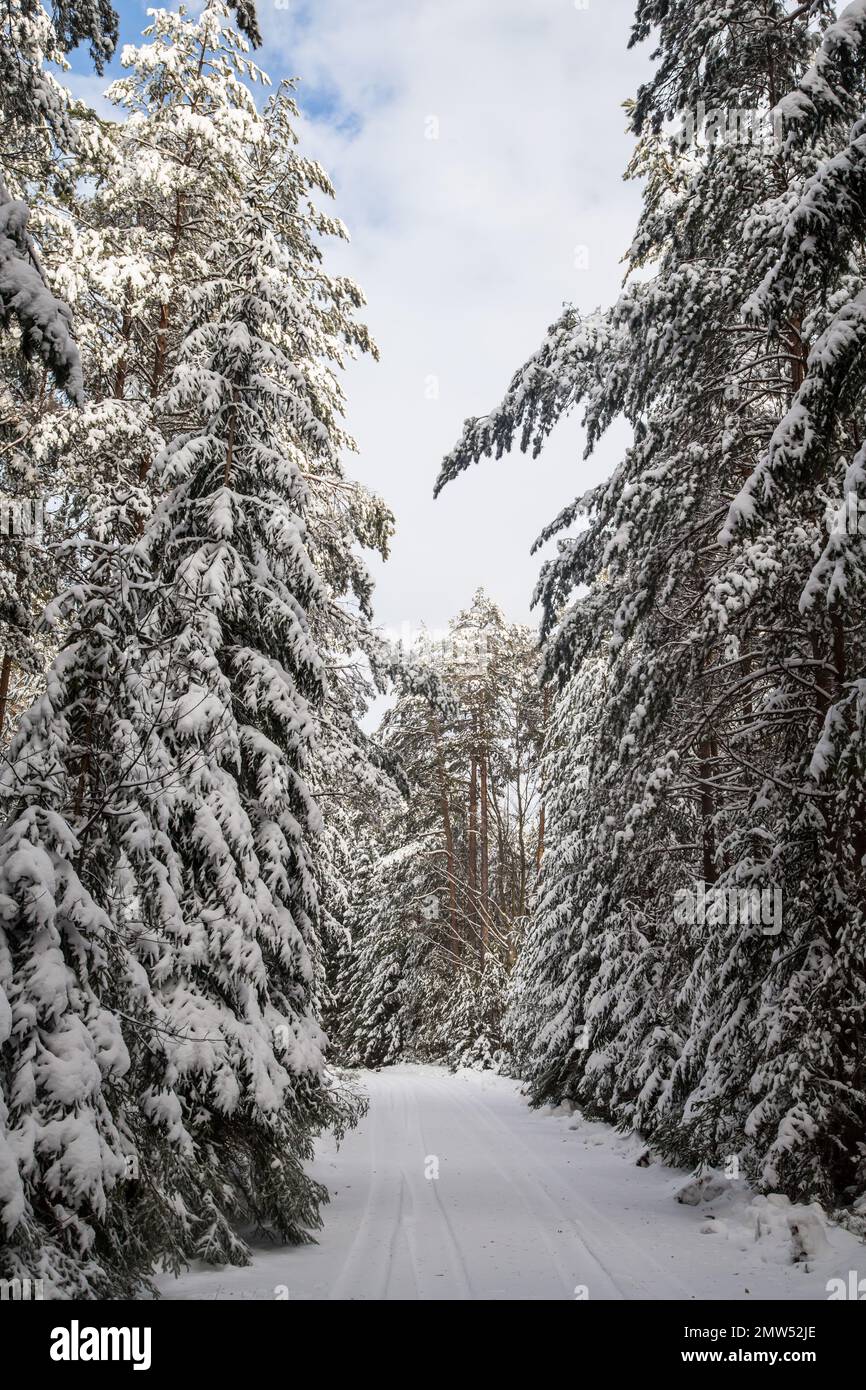 Forest covered in snow, Waldviertel/ Austria Stock Photo