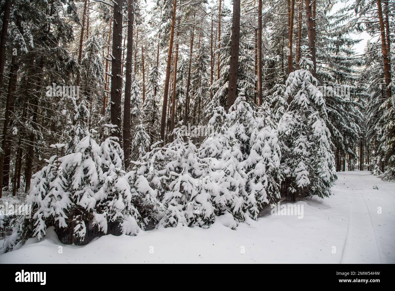 Forest covered in snow, Waldviertel/ Austria Stock Photo