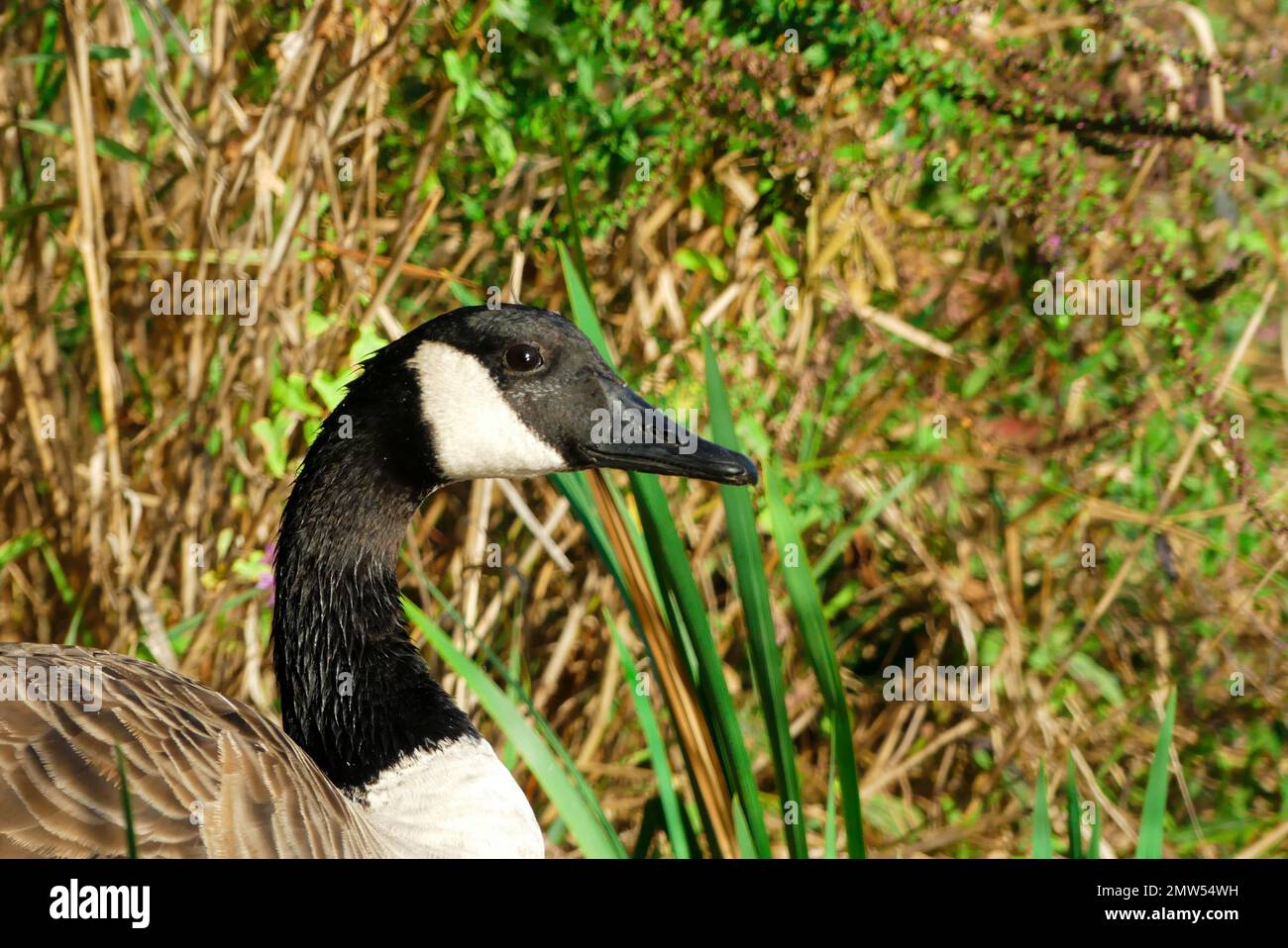 Close-up of a Canada goose. A black goose of the Anatidae family green ...