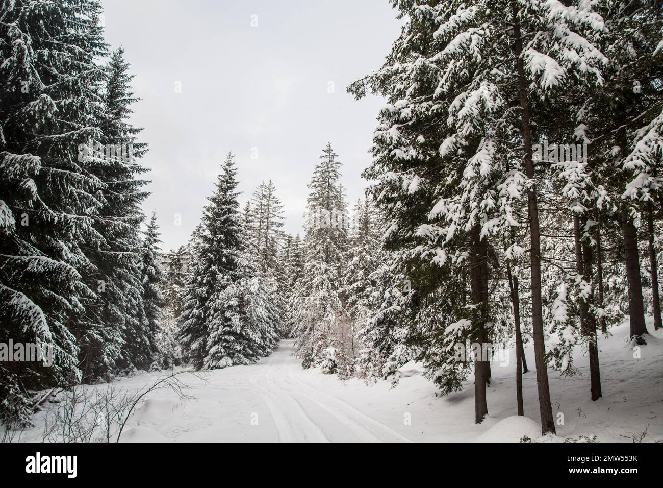 Forest covered in snow, Waldviertel/ Austria Stock Photo