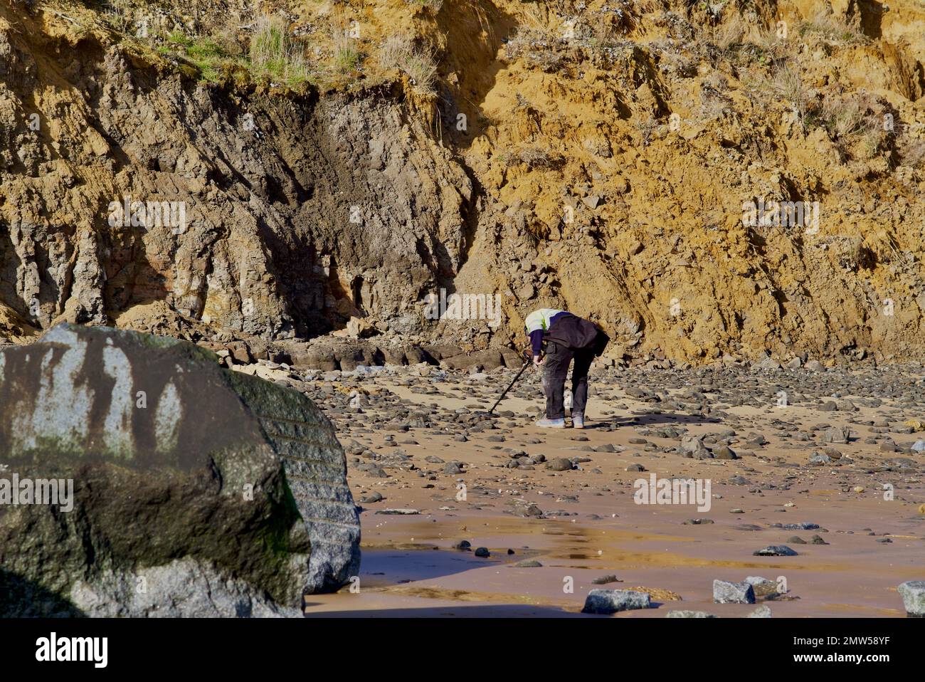 Metal detectorist at The Naze in Essex below the crumbling cliffs Stock Photo Alamy