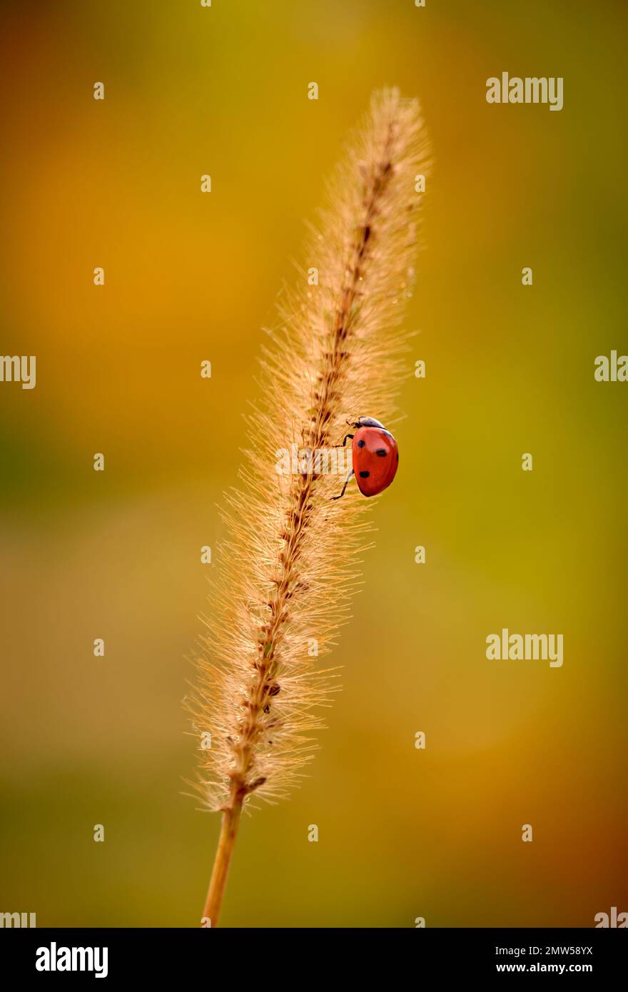 Small red ladybug on a plant against blurred background Stock Photo
