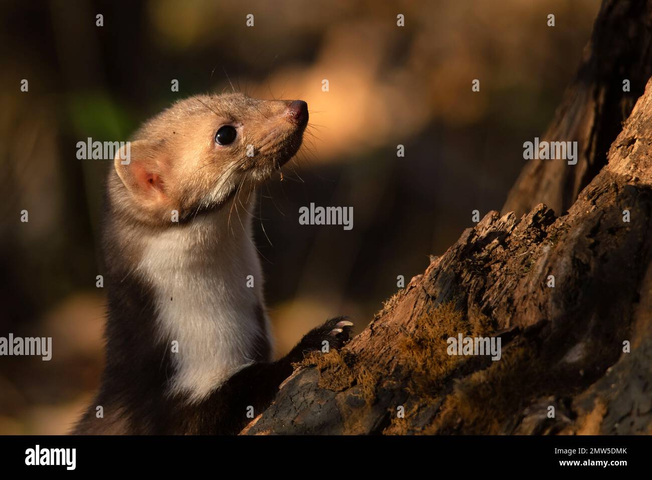 Close-up of wild beech marten or Martes foina in autumn forest. Also known as stone marten or white-breasted marten Stock Photo