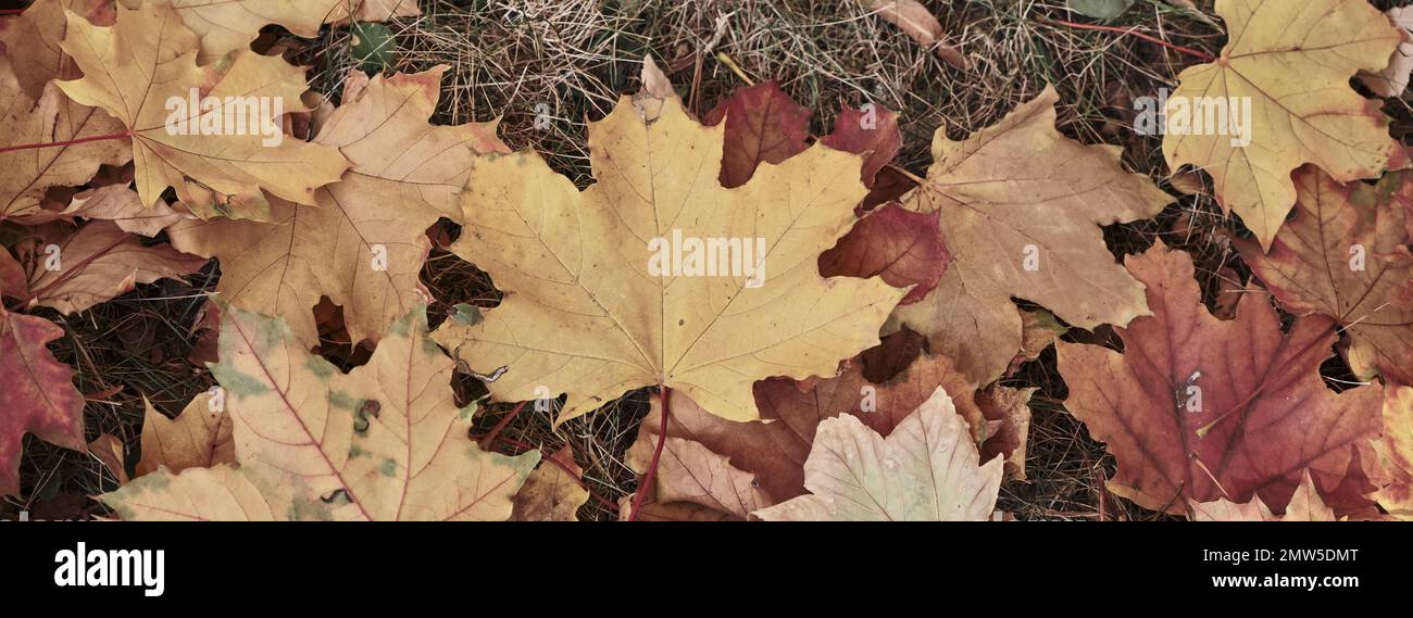 Fall ground cover hi-res stock photography and images - Alamy