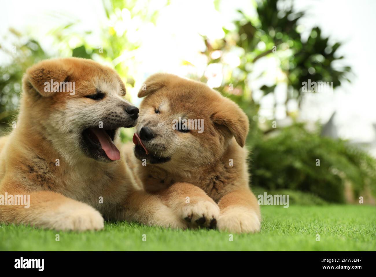 Cute Akita Inu puppies on green grass outdoors. Baby animals Stock Photo