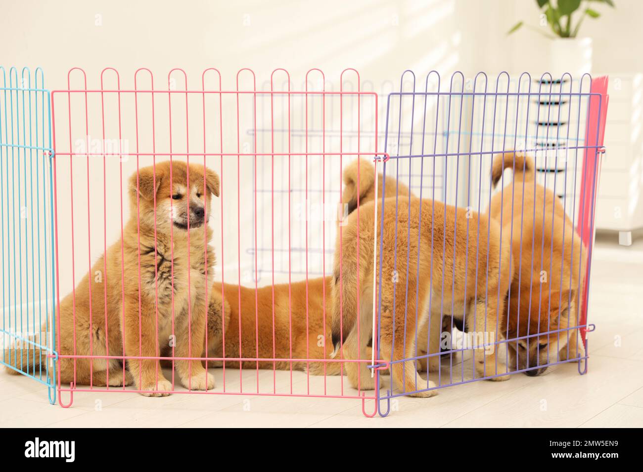 Cute Akita Inu puppies in playpen indoors. Baby animals Stock Photo