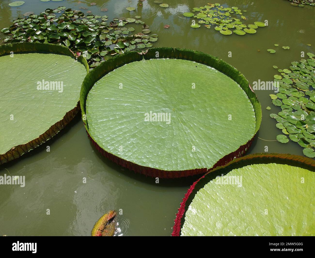 Santa Cruz, Bolivia. 01st Feb, 2023. Bolivia giant water lilies
