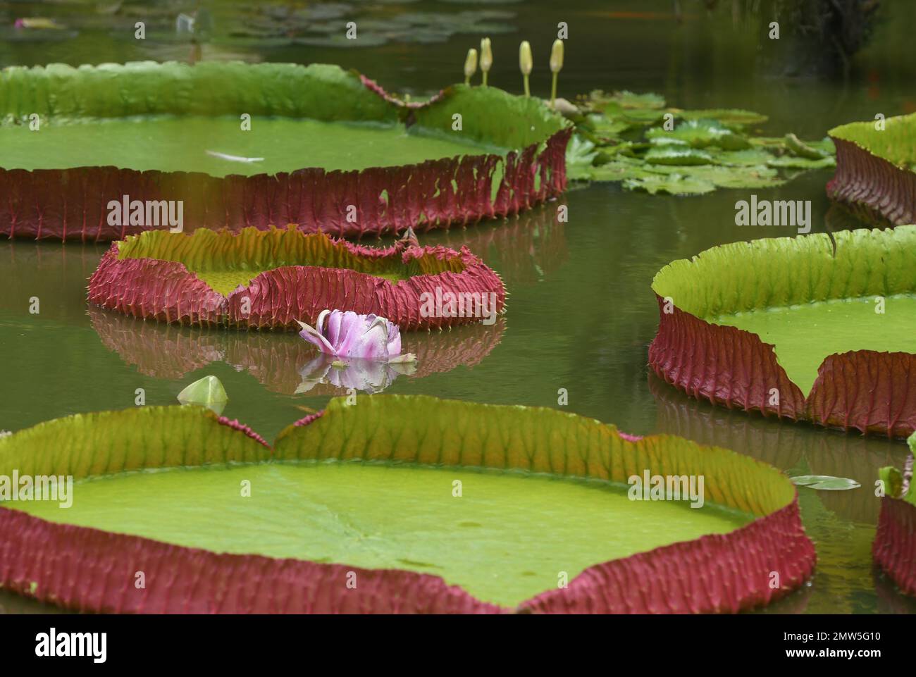 Santa Cruz, Bolivia. 01st Feb, 2023. Bolivia giant water lilies