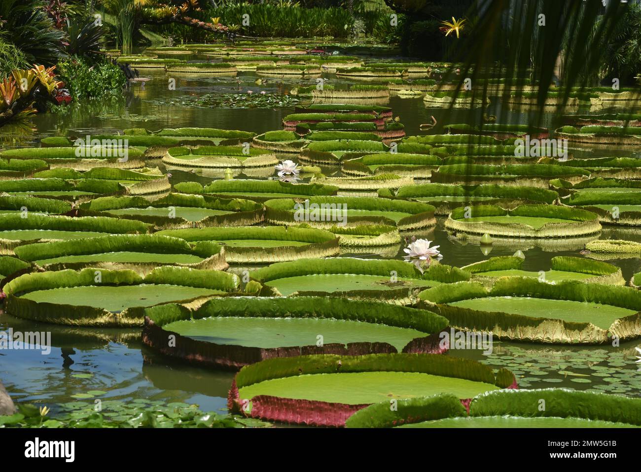 Santa Cruz, Bolivia. 01st Feb, 2023. Bolivia giant water lilies