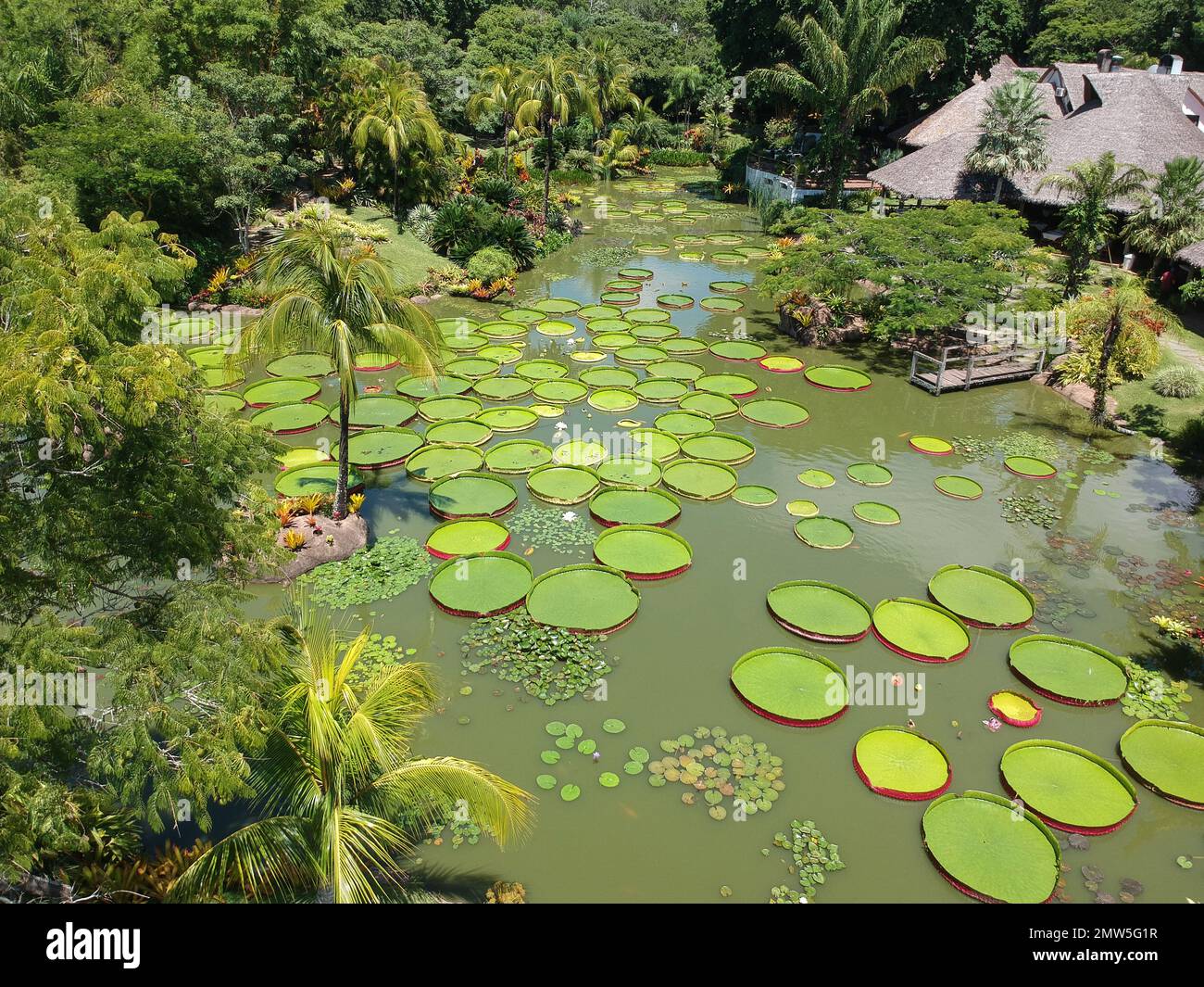 Santa Cruz, Bolivia. 01st Feb, 2023. Bolivia giant water lilies