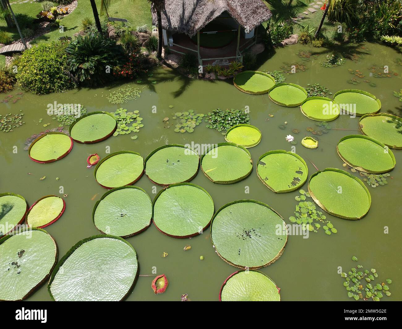 Santa Cruz, Bolivia. 01st Feb, 2023. Bolivia giant water lilies