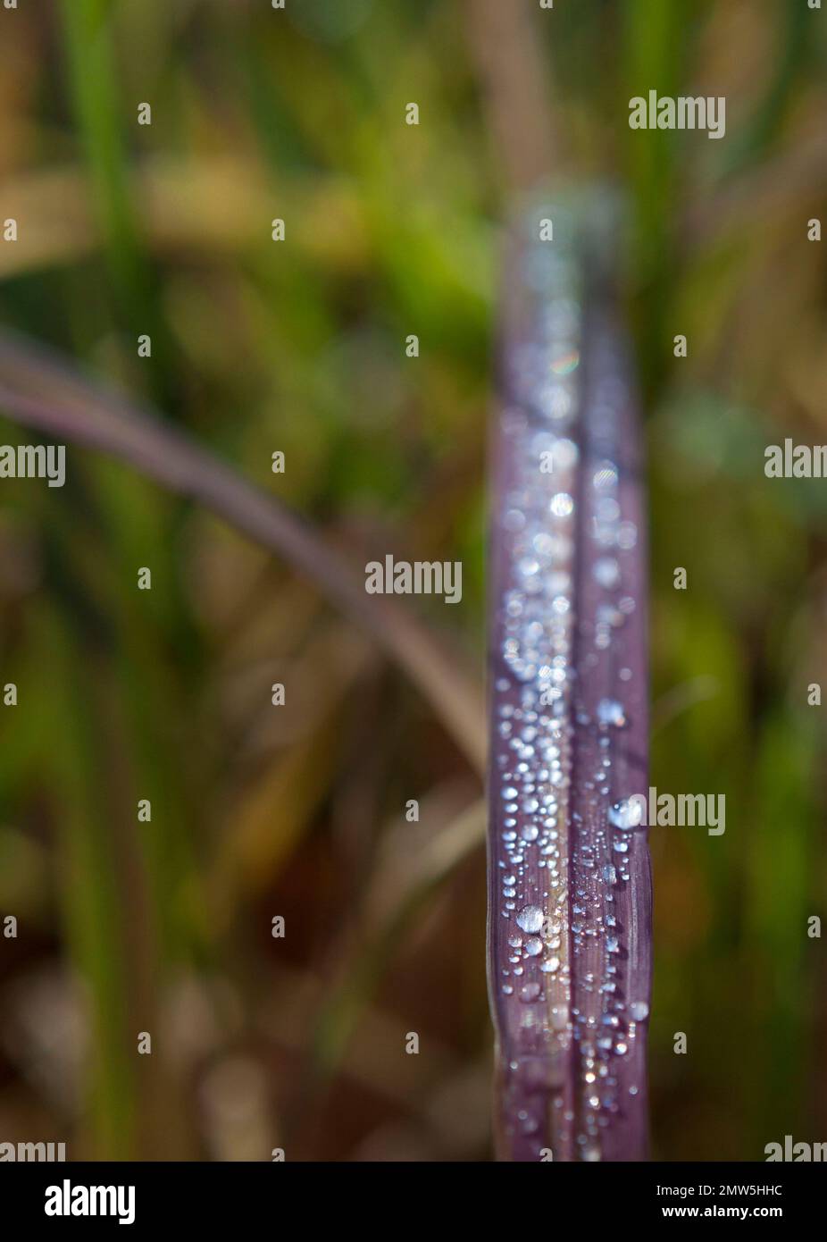 California native plant detail with raindrops, California USA Stock Photo