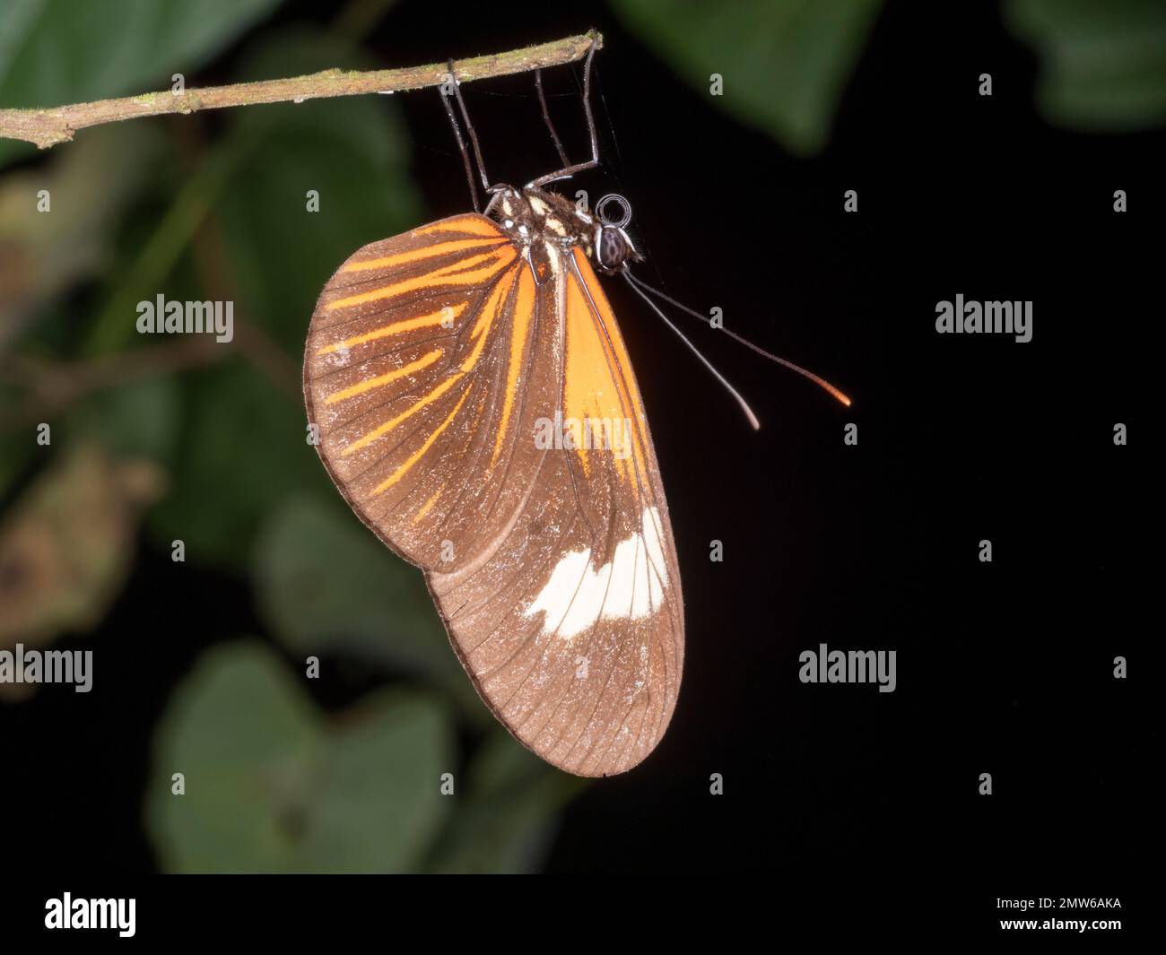 Postman butterfly (Heliconius sp.) roosting upside down in the rainforest understory at night, Orellana province, Ecuador Stock Photo