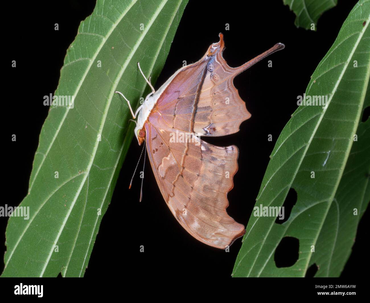 A page butterfly (Nymphalidae) roosting upside down at night in the rainforest, Ortellana province, Ecuador Stock Photo