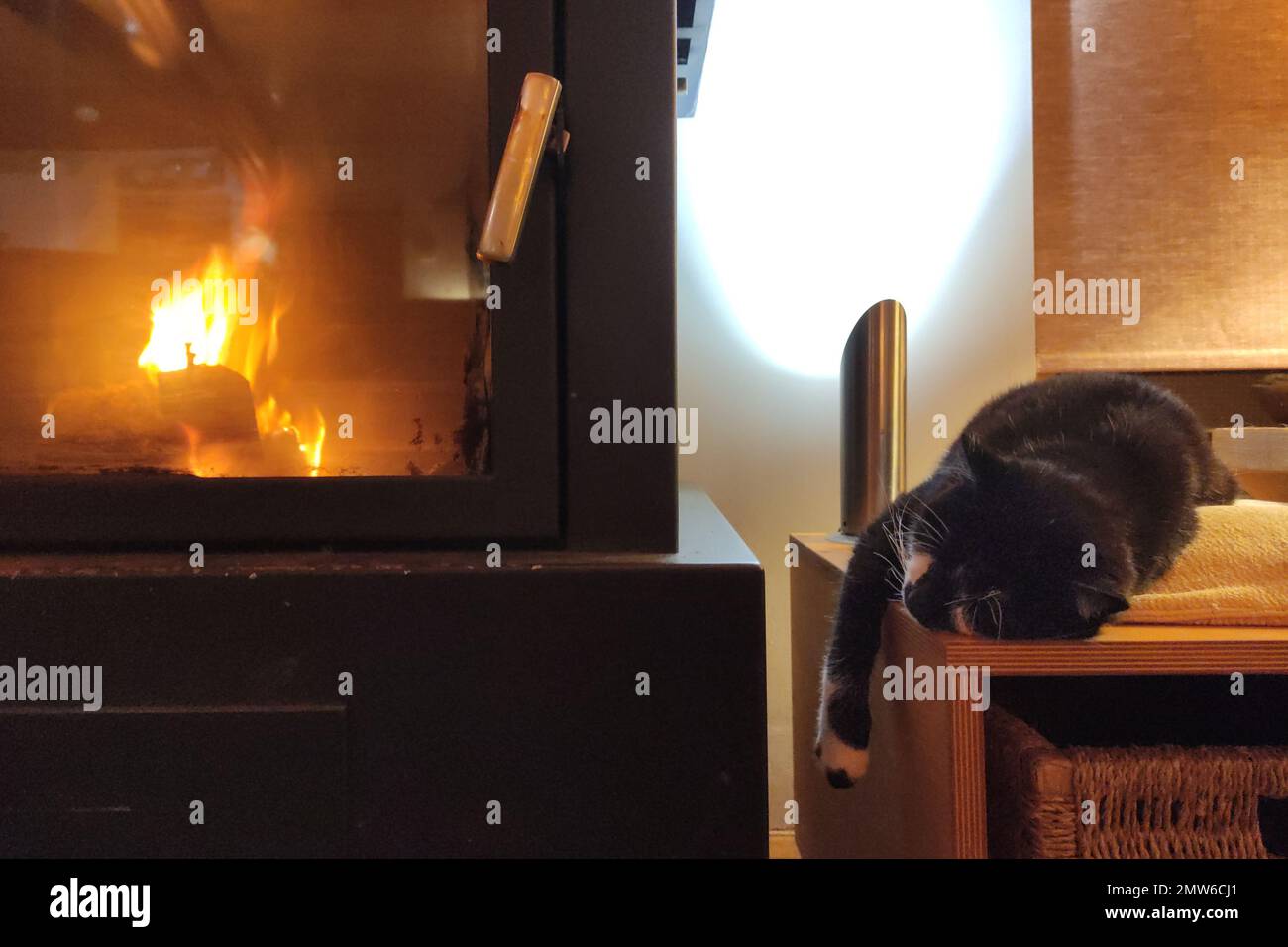 black domestic cat laying on cushion a front paw arm leg hanging front