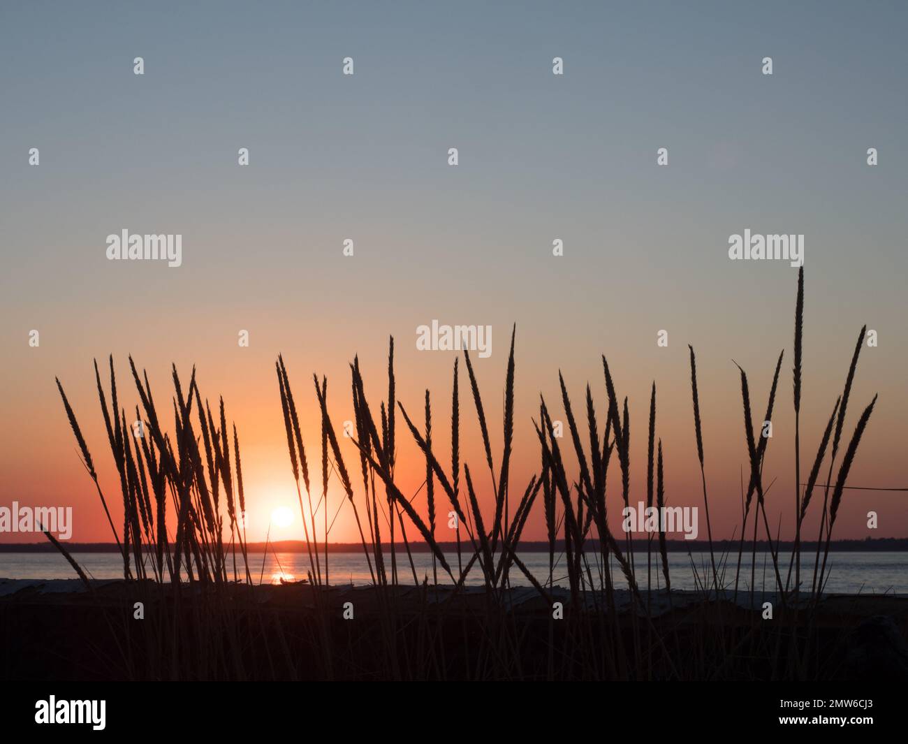 Reed reeds grass silhouette foreground backlit countre jour by low sunset over Solent sea water mainland outline background Stock Photo