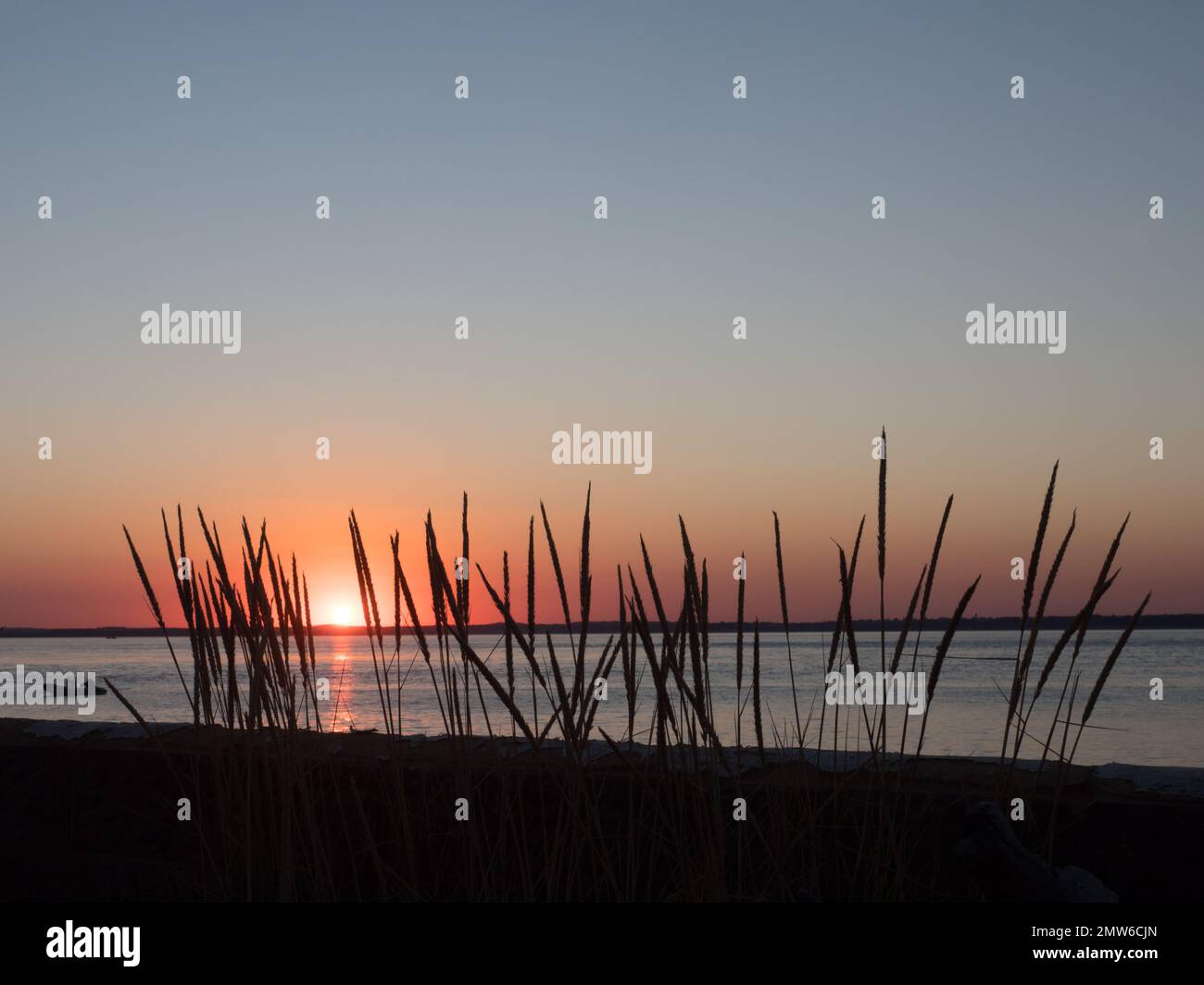 Reed reeds grass silhouette foreground backlit countre jour by low sunset over Solent sea water mainland outline background Stock Photo