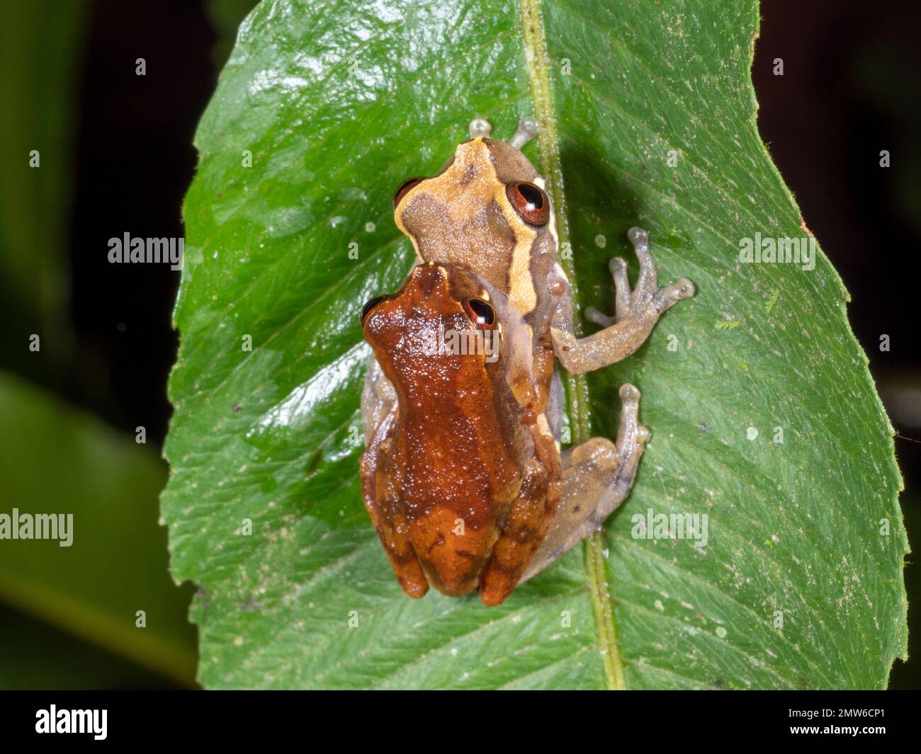 Least Treefrogs (Dendropsophus parviceps). A pair in amplexus, Orellana province, Ecuador Stock Photo