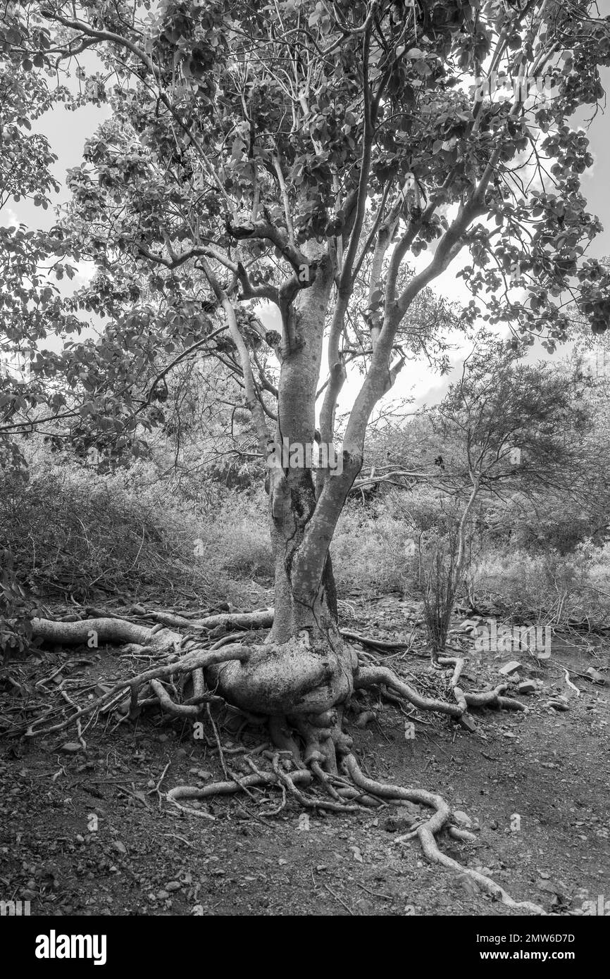 Exposed tree root system hi-res stock photography and images - Alamy