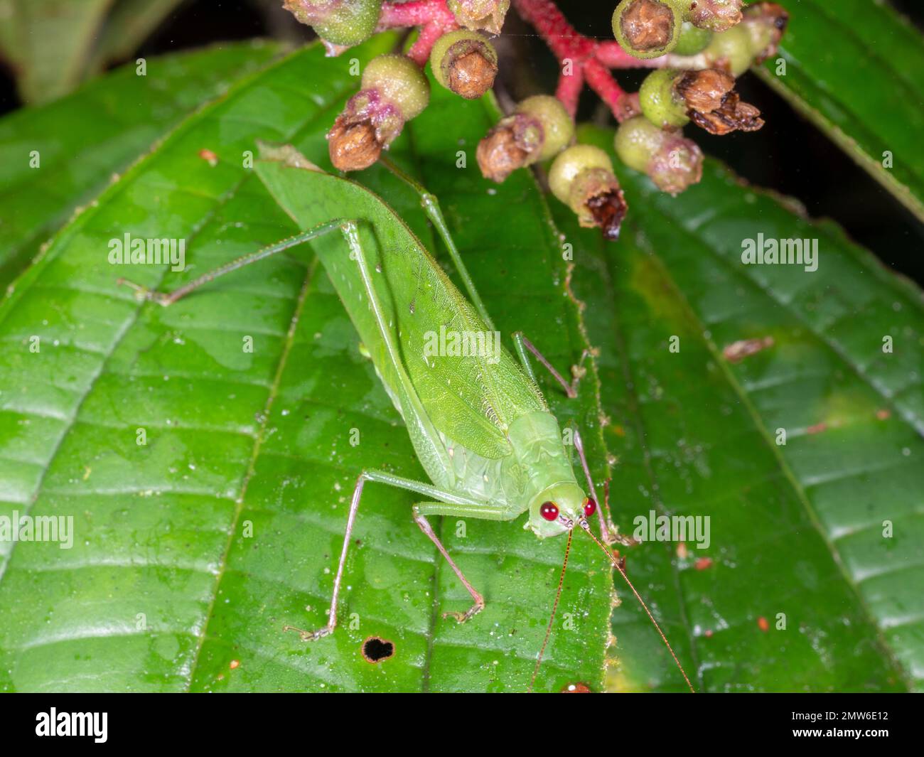 Green bush cricket (Tettigoniidae) on a leafd at night in the