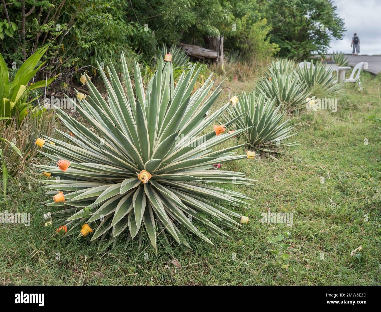 Sisal plant hi-res stock photography and images - Alamy