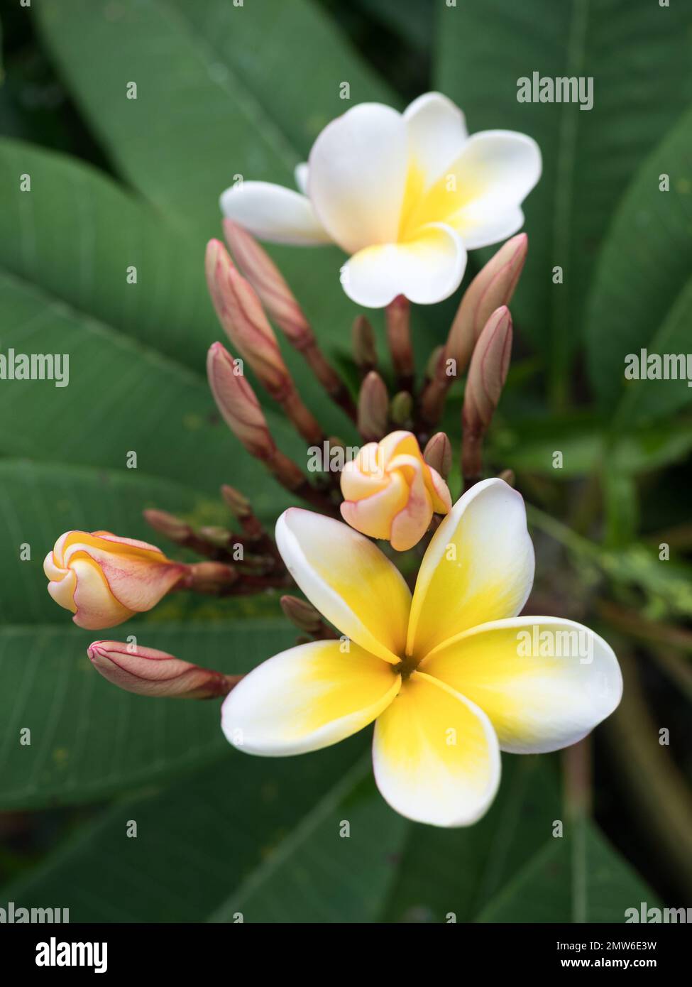 a close up view from above of yellow and white Plumeria