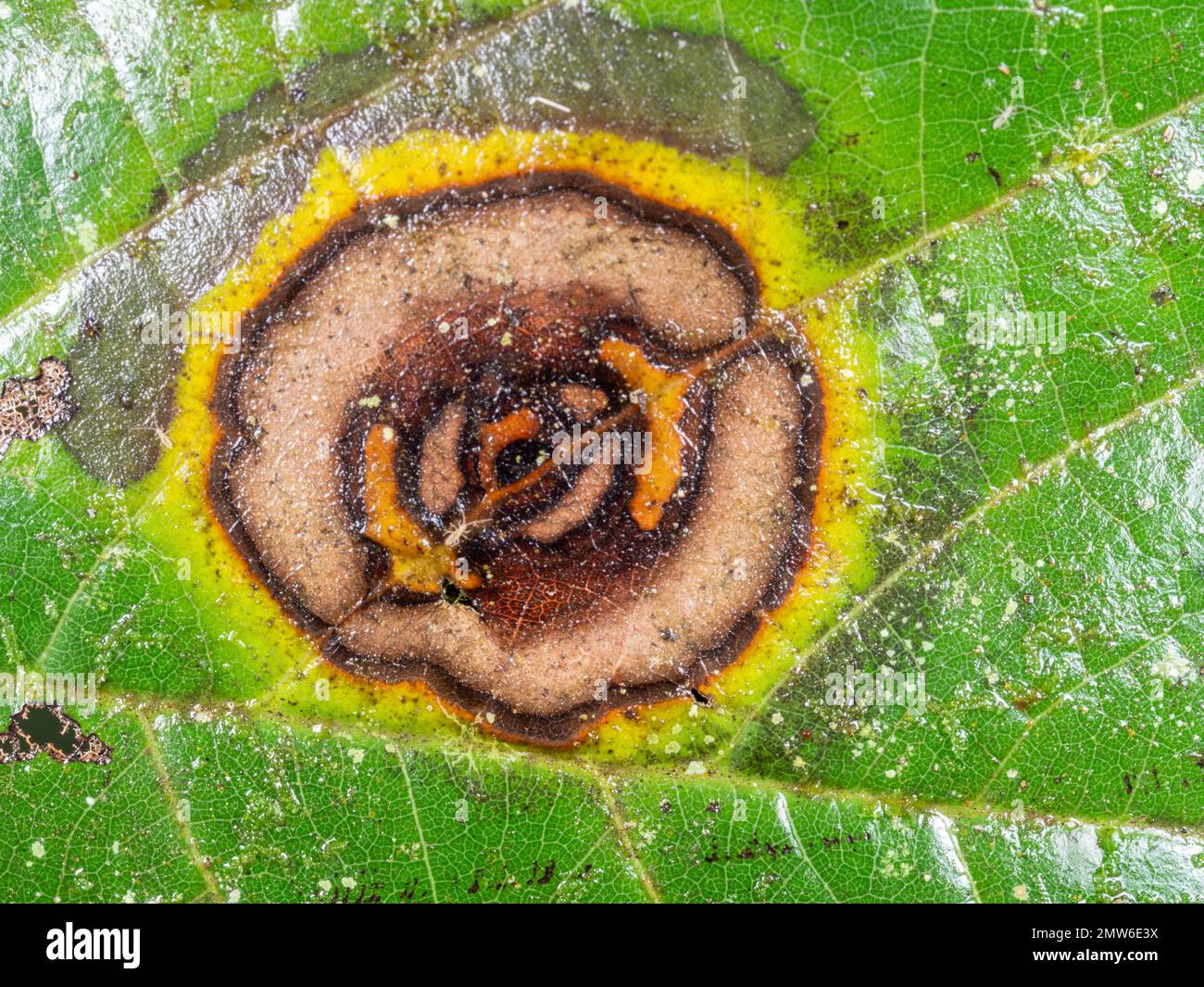Leaf of a rainforest shrub infected with a fungal disease, Orellana province, Ecuador Stock Photo