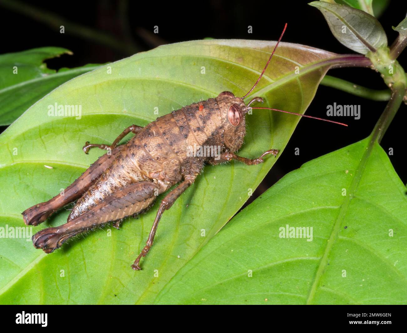 An unusual wingless rainforest grasshopper (Acrididae), Orellana province, Ecuador. There is a red mite on its back Stock Photo