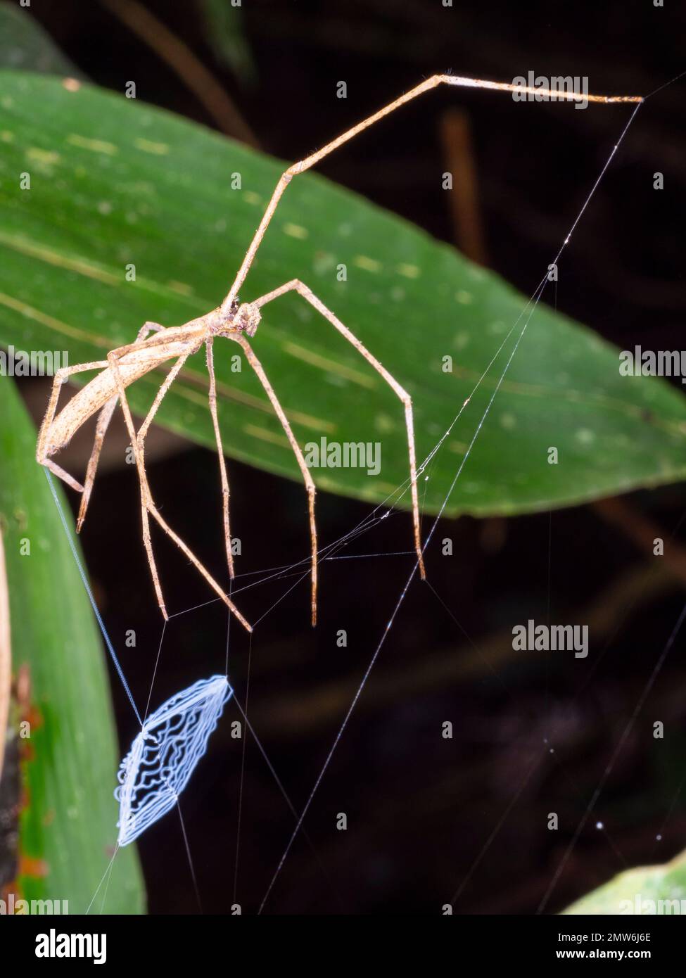 Ogre Faced Spider (Deinopis sp.). Holding its web ready to catch a prey item. Orellana province, Ecuador. Dark background Stock Photo