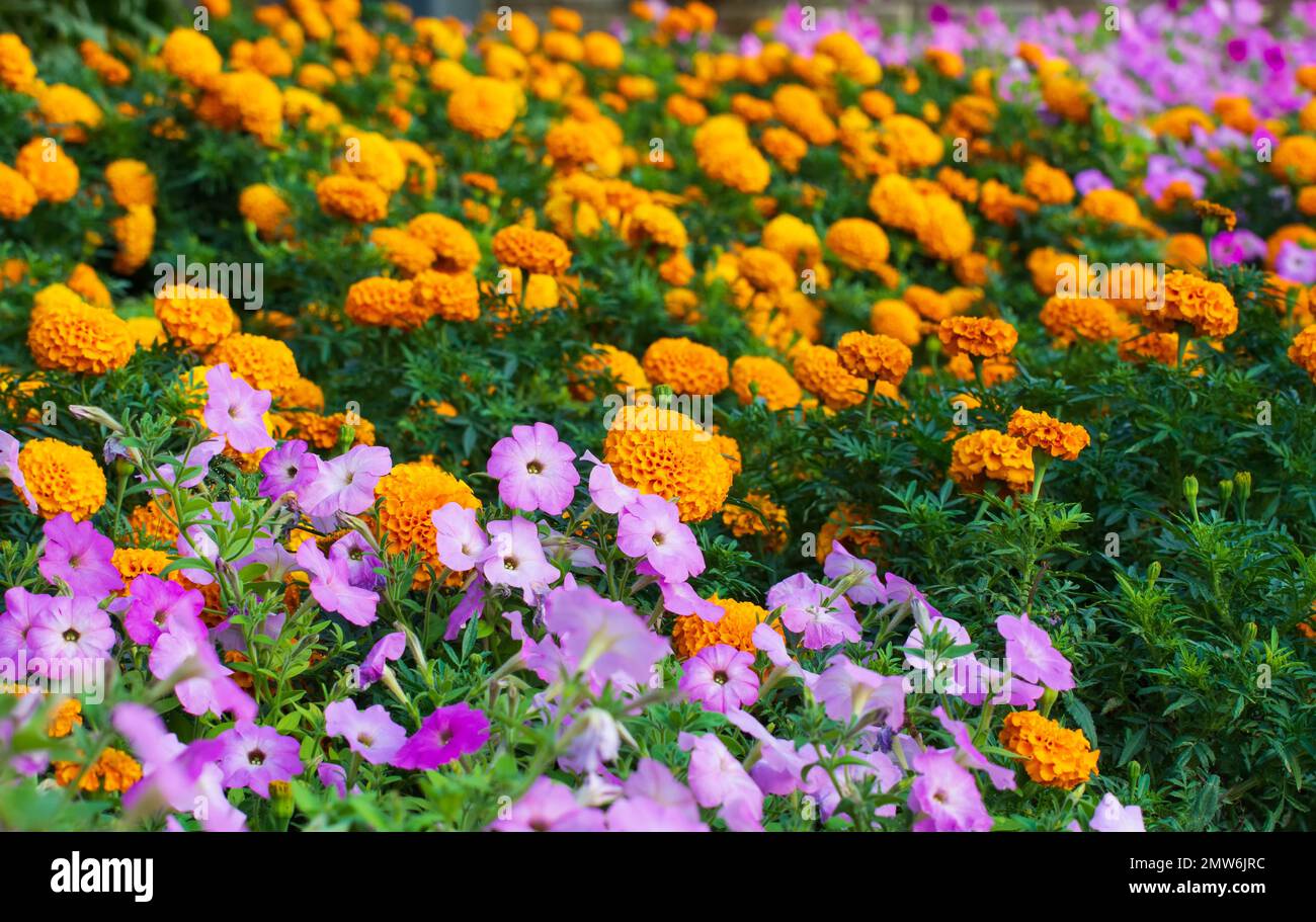 The blossom Marigolds and Petunias in the Miracle Garden of Dubai Stock Photo Alamy