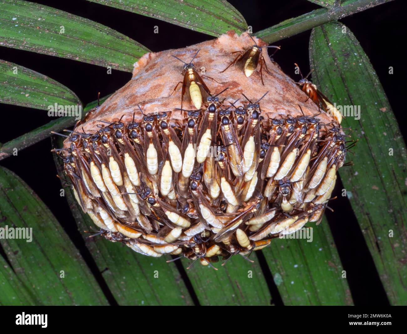 Nest of the Nocturnal Social Wasp (Apoica pallens), hanging in the rainforest understory, Orellana province, Ecuador Stock Photo