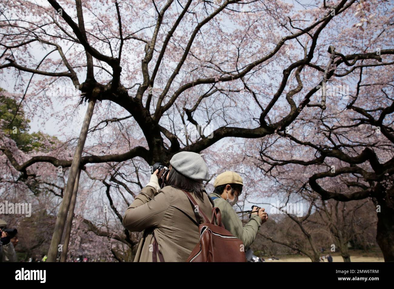 Visitors take pictures of blooming cherry blossoms at a park in Tokyo ...