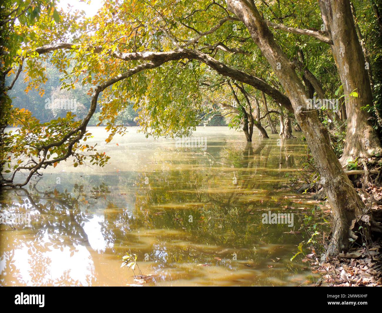 The leafy branches of trees tilted over a beautiful mirror lake Stock ...