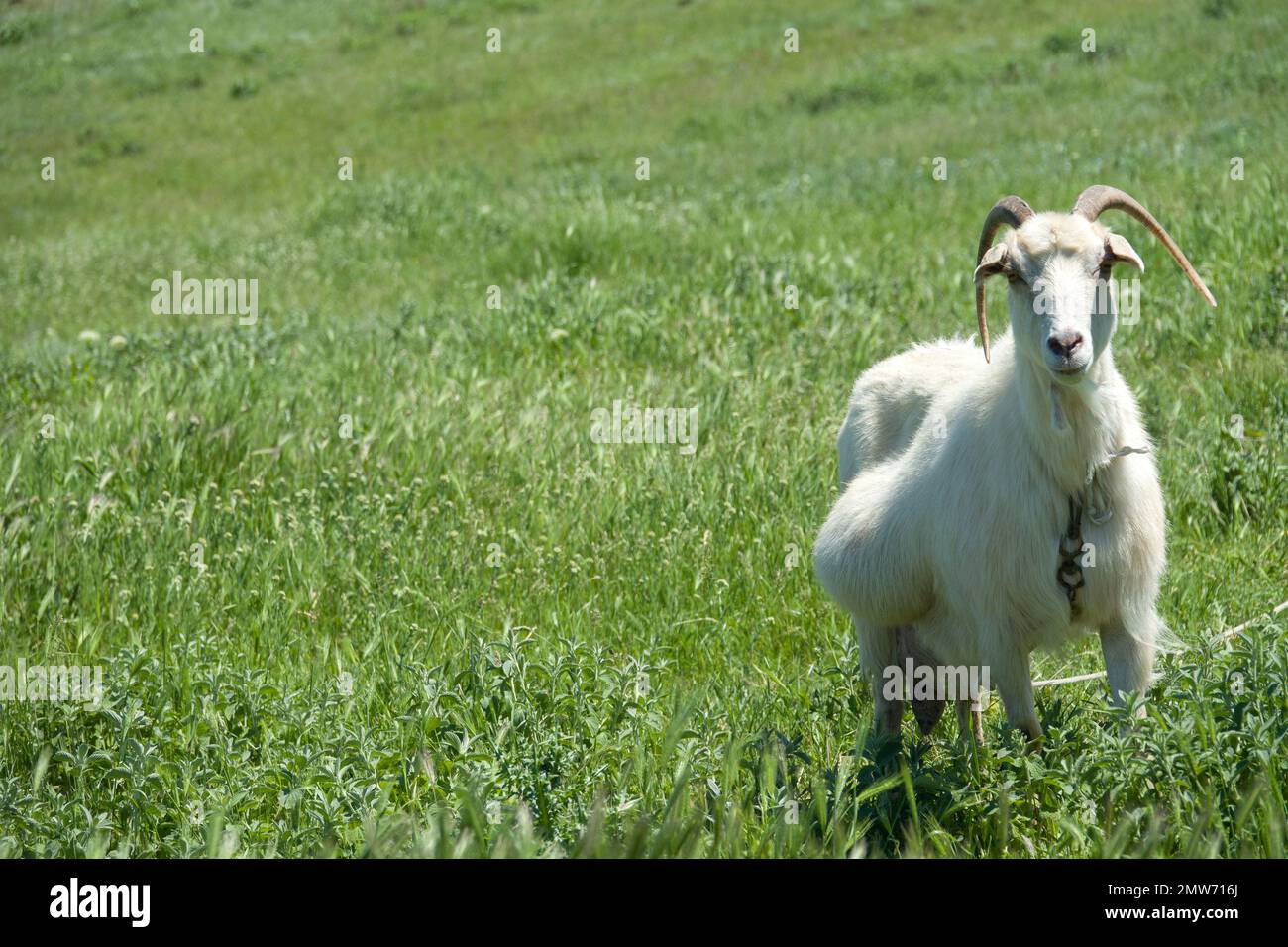 Pregnant white goat, grazing cattle in a meadow in a small private farm