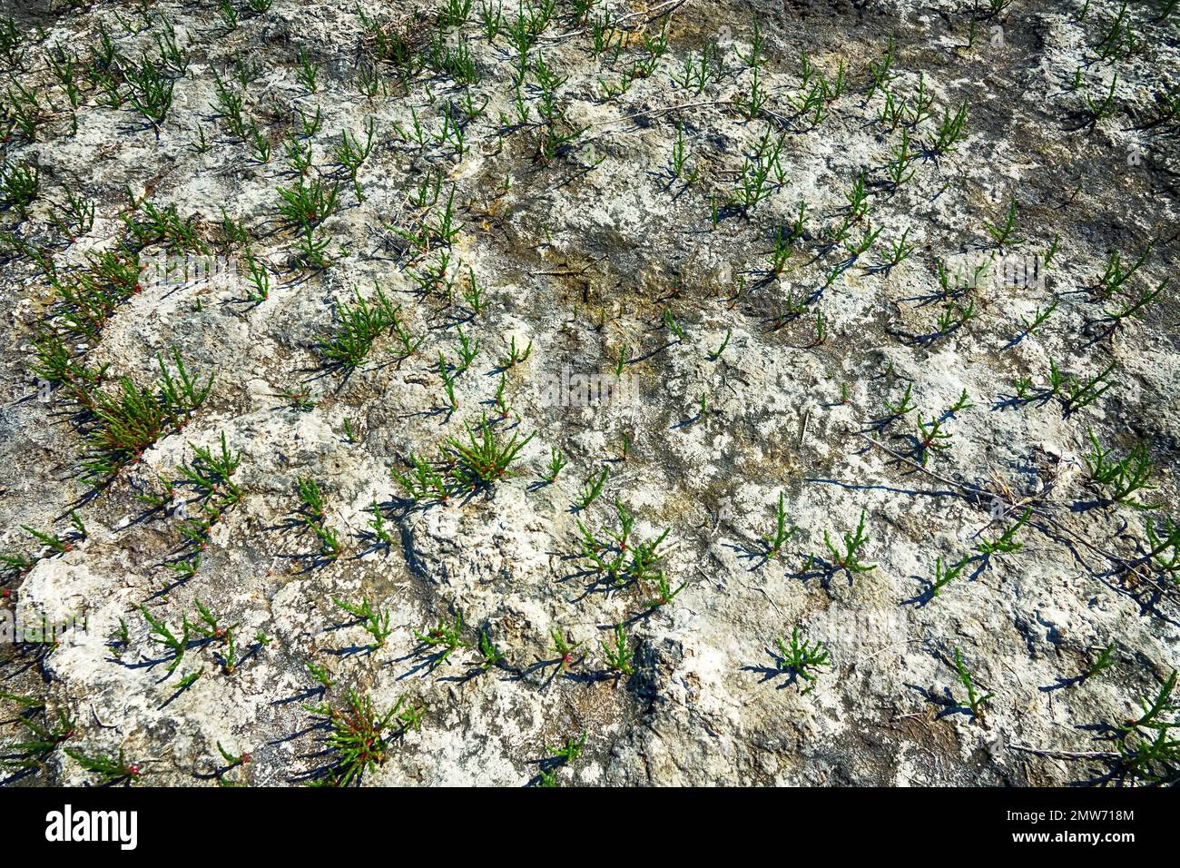 The salt marsh is quickly colonized by Saltwort (Salicornia europaea) after the spring flood and drought. Saltwort as the most salt-tolerant plant Stock Photo