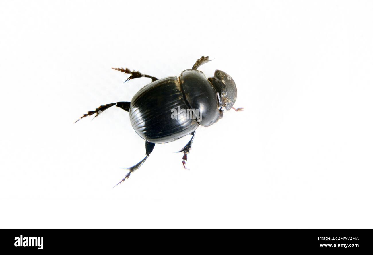 Geotrupes and Scarabaeus (Pentodon) The beetle is isolated on a white background Stock Photo