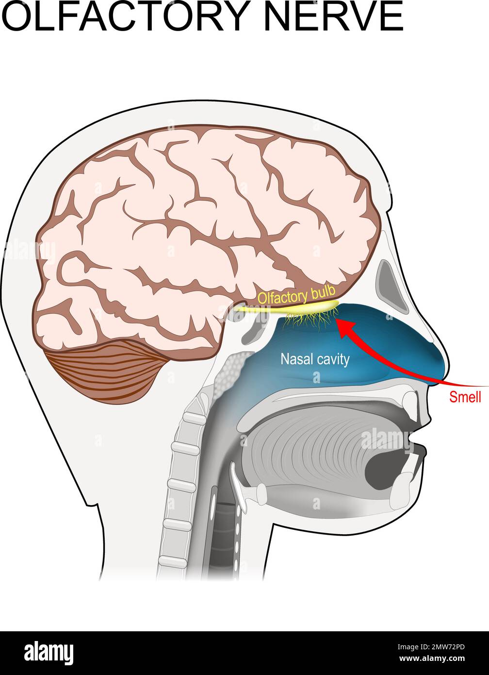 olfactory nerve. location of the first cranial nerve. Cross section of a human head with brain, nasal cavity, olfactory bulb, and smell receptors Stock Vector