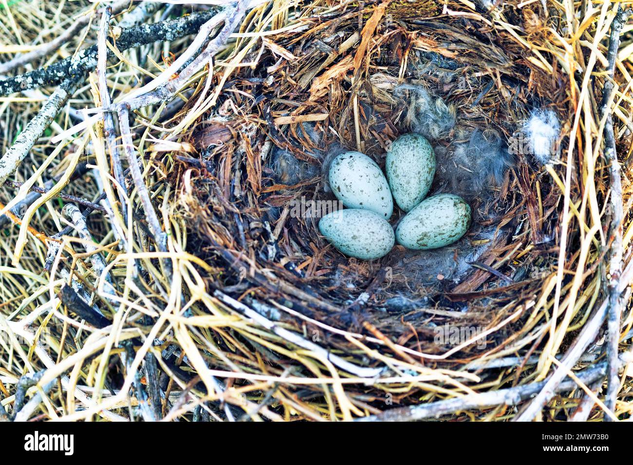 Nidology, study of birds nest. Hooded crow (Corvus cornix) nest. Clutch