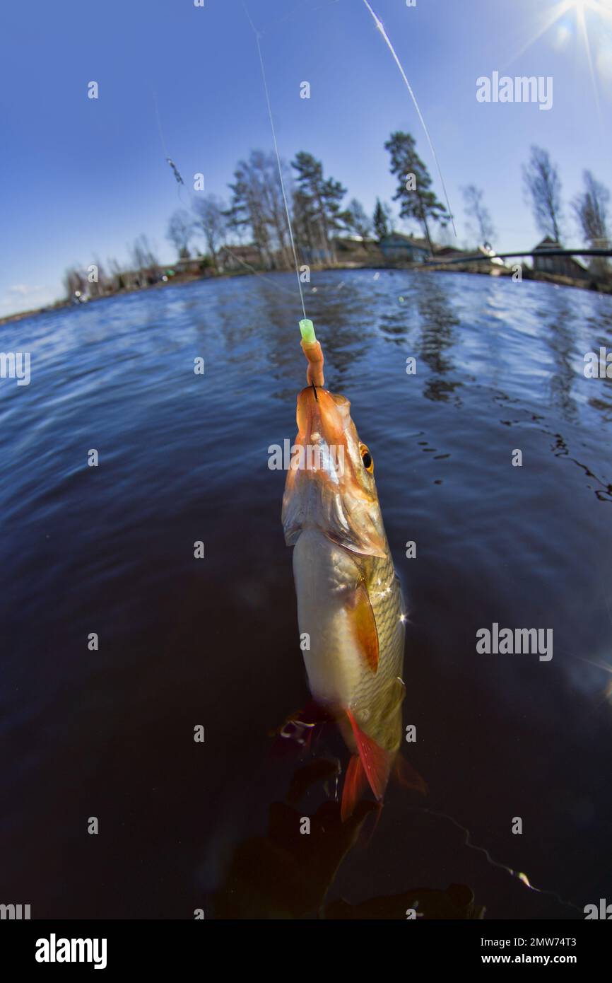 Trink Noun. Catching The Redfin (Scardinius erythrophthalmus) on the river  with a fishing rod. Freshwater fish float fishing and ledgering. The fishey  Stock Photo - Alamy