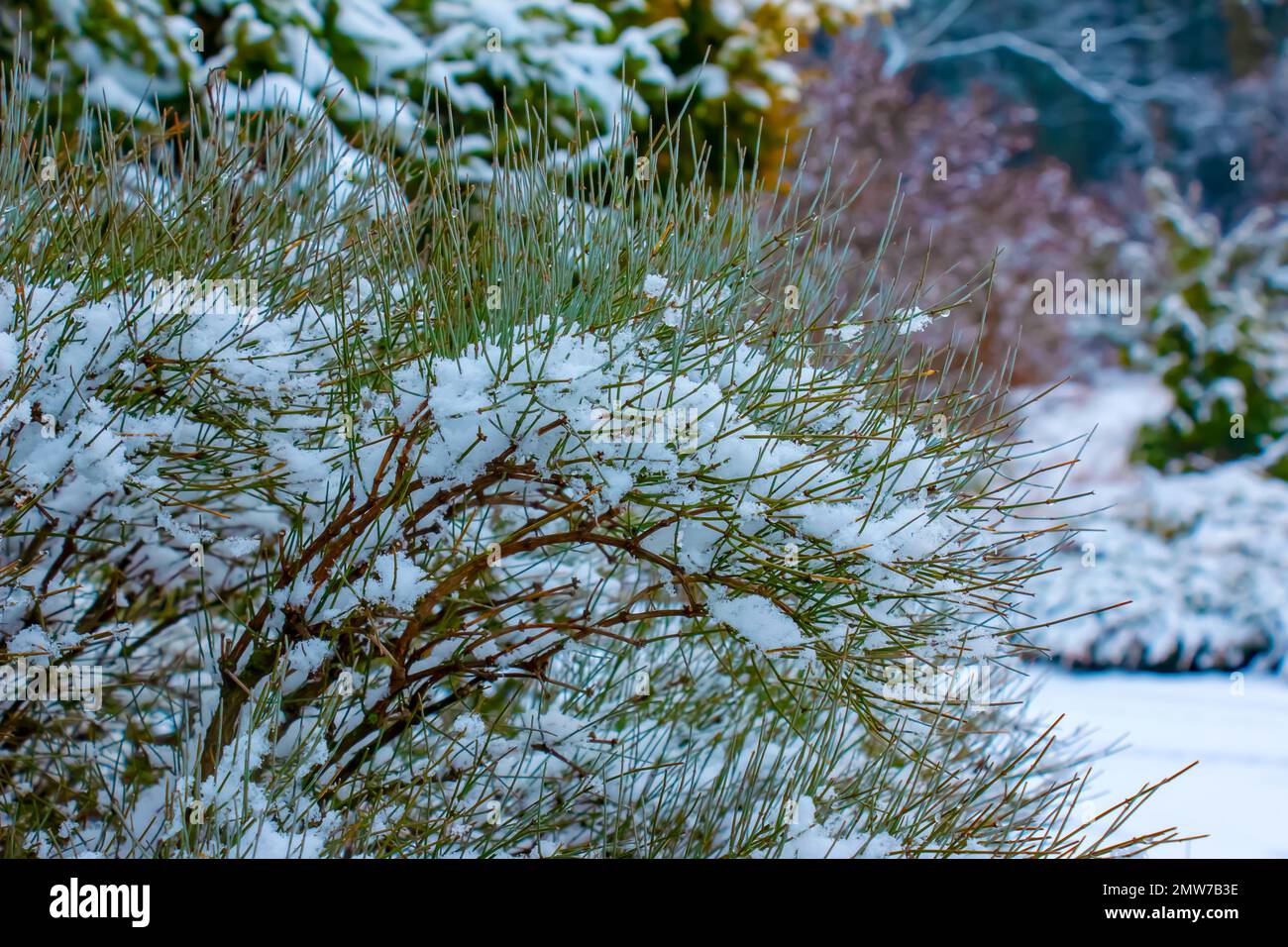 Ephedra distachya growing in the garden during the winter season. The branches of the plant are covered with snow. Stock Photo