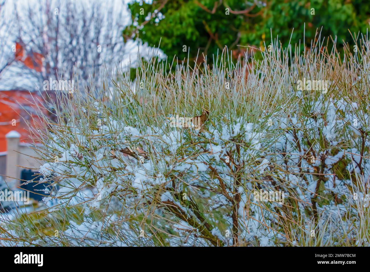 Ephedra distachya growing in the garden during the winter season. The branches of the plant are covered with snow. Stock Photo