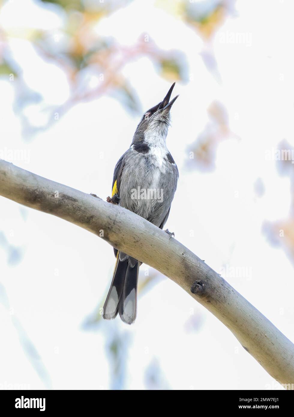 A vertical closeup of a male crescent honeyeater perched on a branch. Phylidonyris pyrrhopterus. Stock Photo
