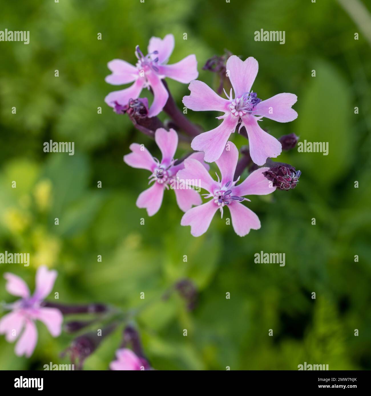 Silene armeria is wild plant. Plant blooming in summer. Square frame Stock Photo