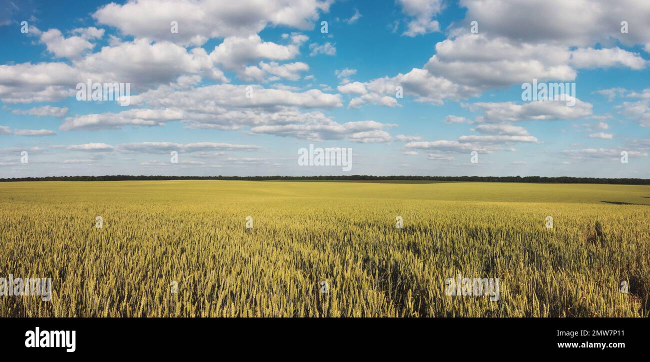 wheat field and beautiful blue sky with white clouds Stock Photo - Alamy