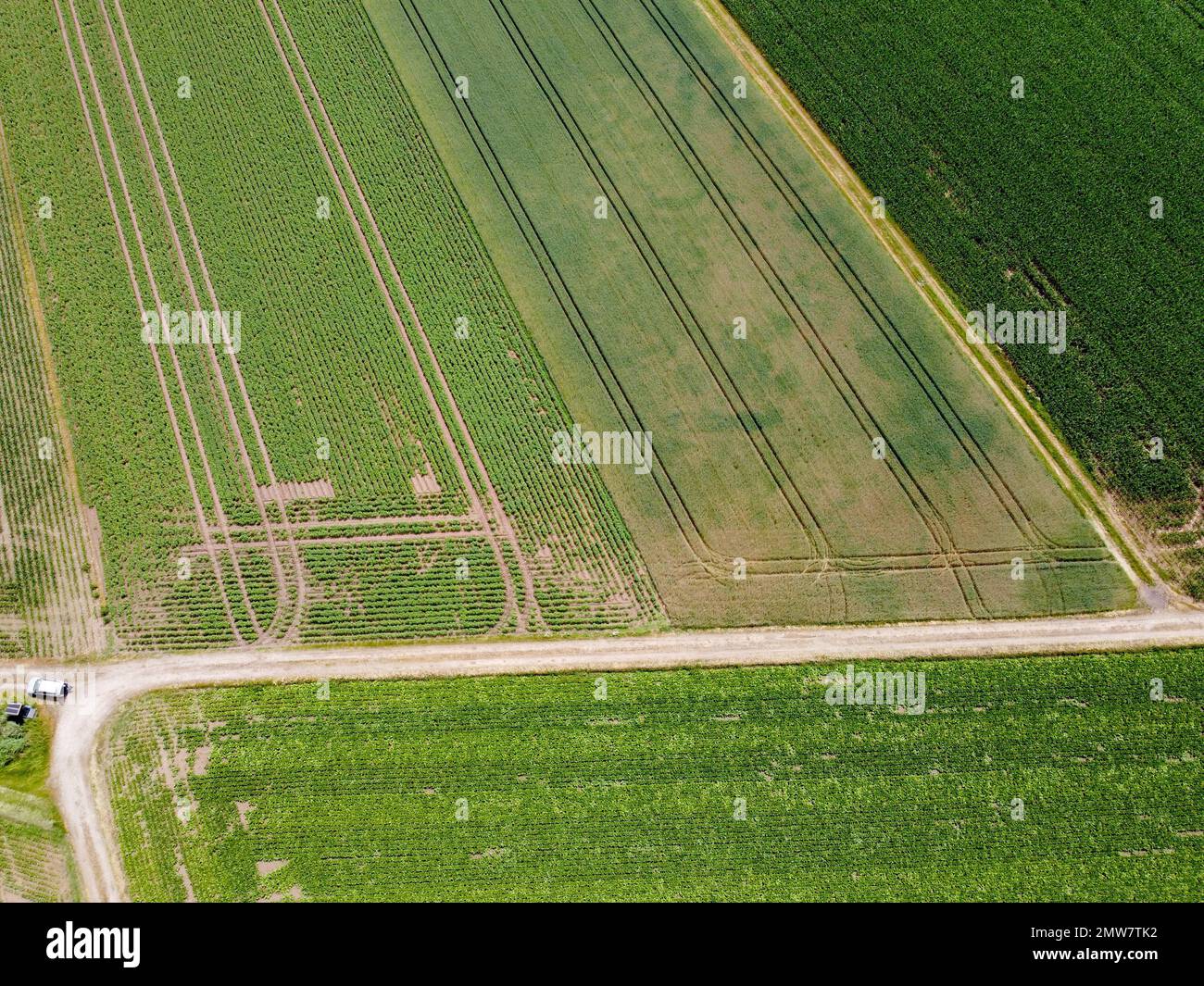 An aerial view of green agricultural fields on a sunny day Stock Photo ...